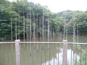 小山内裏公園の大田切池